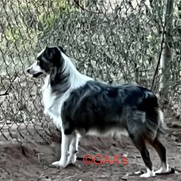 Bravo - Toy Australian Shepherd