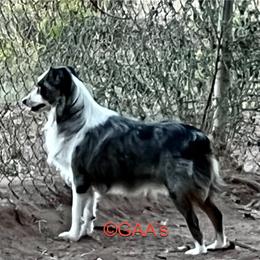 Bravo - Toy Australian Shepherd