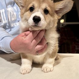 Great Dane and Pembroke Welsh Corgi Puppies from California Dreaming Great Danes & Corgis