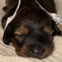 Dachshund Puppies from Weenie Village