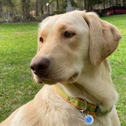 Dilute Retrievers and Labrador Retrievers from 906 Labadors