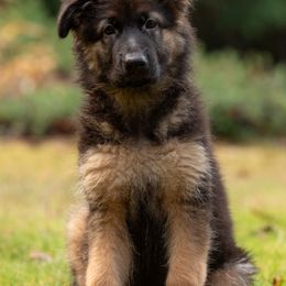German Shepherd Puppies from Crescent Lake Shepherds