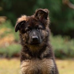 German Shepherd Puppies from Crescent Lake Shepherds
