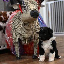 Holmes - Black tri-color male Australian Shepherd puppy in Wichita Falls, Texas from Spotted Mule Aussies