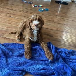 Goldendoodle and Sheepadoodle Puppies from IE Family Doodles