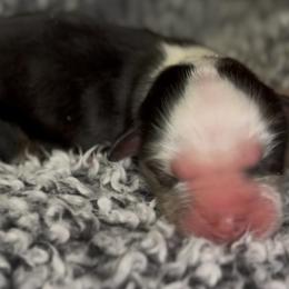 Rune - Blue merle male Miniature Australian Shepherd puppy in Michie, Tennessee from Acton Aussies