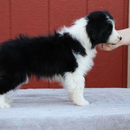 AKC Grand Champion Sired (BM1) - Black male Border Collie puppy in Noble, Oklahoma from CheckItOut Border Collies