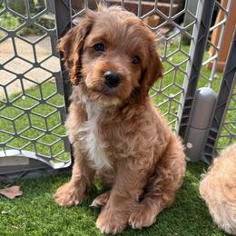 Kristoff - Red roan male Cockapoo puppy in Williamston, South Carolina from Sassy Bob’s Dogs