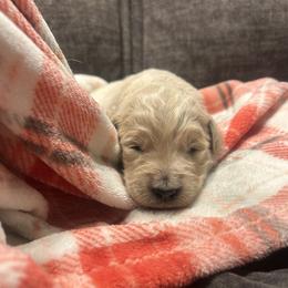 Nikola - Apricot male Goldendoodle puppy in Warren, Michigan from Annette Patterson