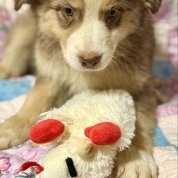 Tri female 2 - Red tri-color female Australian Shepherd puppy in Lemon Cove, California from Magic Ranch Mini Aussies