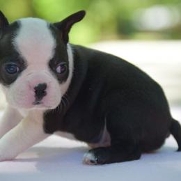 Boy 2 - Black and white male Boston Terrier puppy in Conyers, Georgia from Dixe Hill Dogs