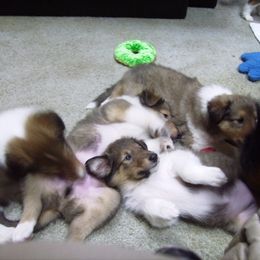 Collie Puppies from Whites Collies