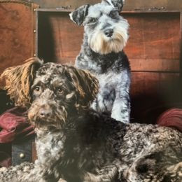 Miniature Schnauzers from Heart of Virginia Schnauzers