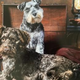 Miniature Schnauzers from Heart of Virginia Schnauzers