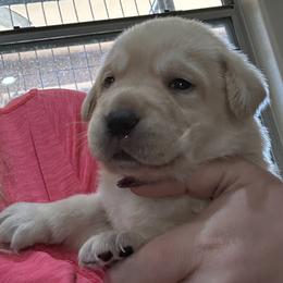 Labrador Retriever Puppies from Luvable AZ Labs