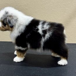 Miniature American Shepherd puppies from Carousel Miniature American Shepherds