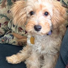 Maltipoo puppies from Awwws-n-Pawws