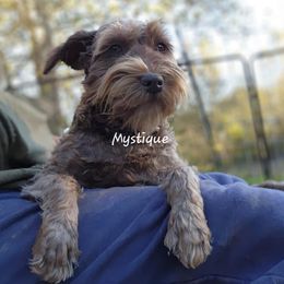 Mystique - Miniature Schnauzer