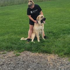Theo - Fawn male Spanish Mastiff puppy in Prosperity, Pennsylvania from Prosperity Guardians