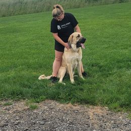 Theo - Fawn male Spanish Mastiff puppy in Prosperity, Pennsylvania from Prosperity Guardians