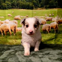 Zora - White and red merle female Border Collie puppy in Avilla, Indiana from Borderline Kennels