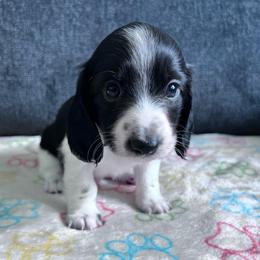 Basil - Piebald male Dachshund puppy in Ocala, Florida from Weenie Boops
