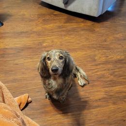 Winter - Dachshund