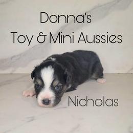 Nicholas - Black tri male Toy Australian Shepherd puppy in Bethany, Oklahoma from Donna's Toy & Mini Aussies