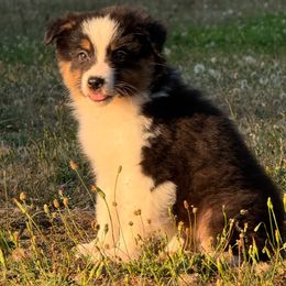 BTM6 - Black tri-color male Australian Shepherd puppy in Chehalis, Washington from Wandering Acres Ranch
