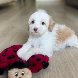 Chai - Caramel ice female Australian Labradoodle puppy in Nashville, Tennessee from SF Australian Labradoodles