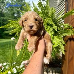 Yankee - Red male Bernedoodle puppy in Midland, Michigan from Northern Charm Farm