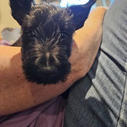 Poodle and Scottish Terrier Puppies from Conundrums Kennels