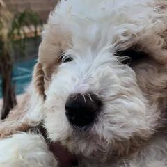 Saint Berdoodles from Harper's Saint Berdoodles