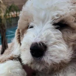Saint Berdoodles from Harper's Saint Berdoodles
