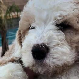 Saint Berdoodles from Harper's Saint Berdoodles