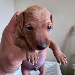 Sandy - Red male Miniature Pinscher puppy in Georgetown, Texas from Rehdiant Miniature Pinschers