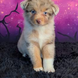 Natalie - Red merle female Australian Shepherd puppy in Fultonville, New York from Sandy Aussies, Mini Dachshunds & Pomeranians