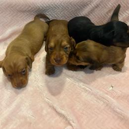 Spanky - Red male Dachshund puppy in Charlottesville, Virginia from AKJ’s Dachshunds