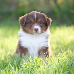 Rtf2 - Red tri-color female Miniature American Shepherd puppy in Stephenville, Texas from Diamond H Aussies