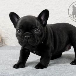 Girl 7 - Black female French Bulldog puppy in Schaumburg, Illinois from A & B French Bulldogs