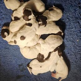 G - White and liver female German Shorthaired Pointer puppy in Glendive, Montana from Lazy Hearts Kennel