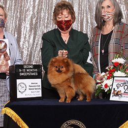 Cass - Pomeranian