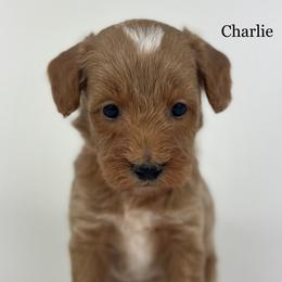 Charlie - Apricot male Goldendoodle puppy in Milford, Indiana from Railway Acres Kennel