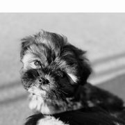 Red - Brindle Shorkie puppy in Toccoa, Georgia from Shorkie & Shih Tzu Haven