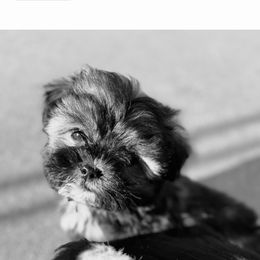 Red - Brindle Shorkie puppy in Toccoa, Georgia from Shorkie & Shih Tzu Haven