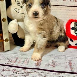 Blue Merle male - Blue merle male Toy Australian Shepherd puppy in Lemon Cove, California from Magic Ranch Mini Aussies