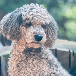 Dutton - Goldendoodle