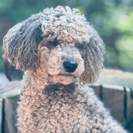 Dutton - Goldendoodle