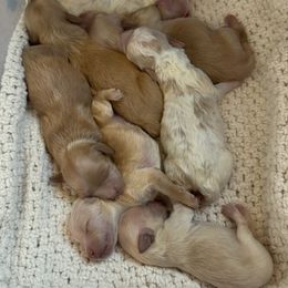 Puppy 6 - Apricot male Maltipoo puppy in St. George, Utah from Winchester Hills Poodles and Doodles