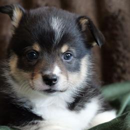 Matza - Black and tan female Pembroke Welsh Corgi puppy in California City, California from Piff N Puff Corgis